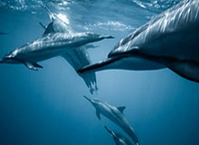 B体育登录入口-轻取生涯开门红 圣诞夜激战绿军才是纳什首个挑战